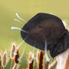 Breathable Pet Protective Veil Mesh Pet Facial Protection Mask  Suitable for Hiking Trips