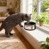 Heated Pet Bowl For Cats And Dogs With Antislip Base Temperature Control Dish For Cold Weather Indoor Outdoor Use