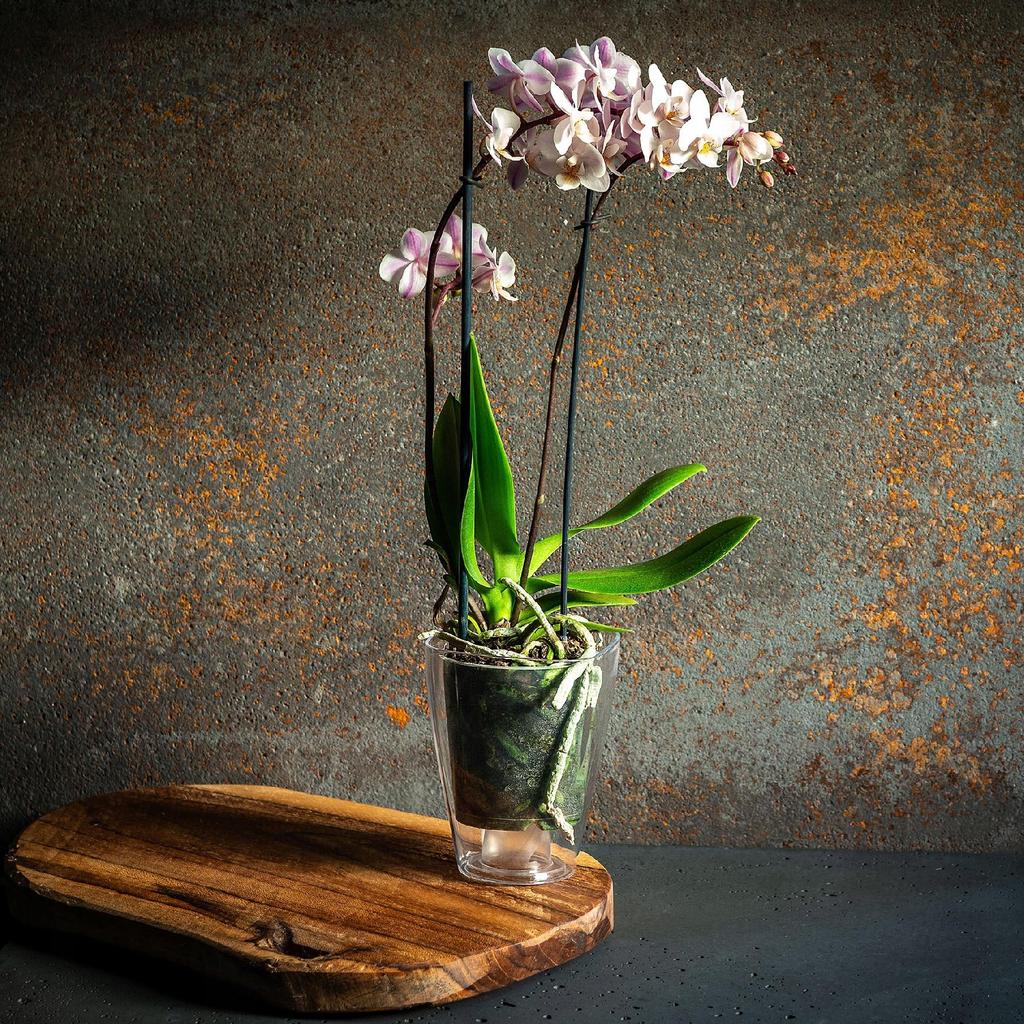 KADAX Pot Cover for Orchid Flower Pot Plastic Flowers