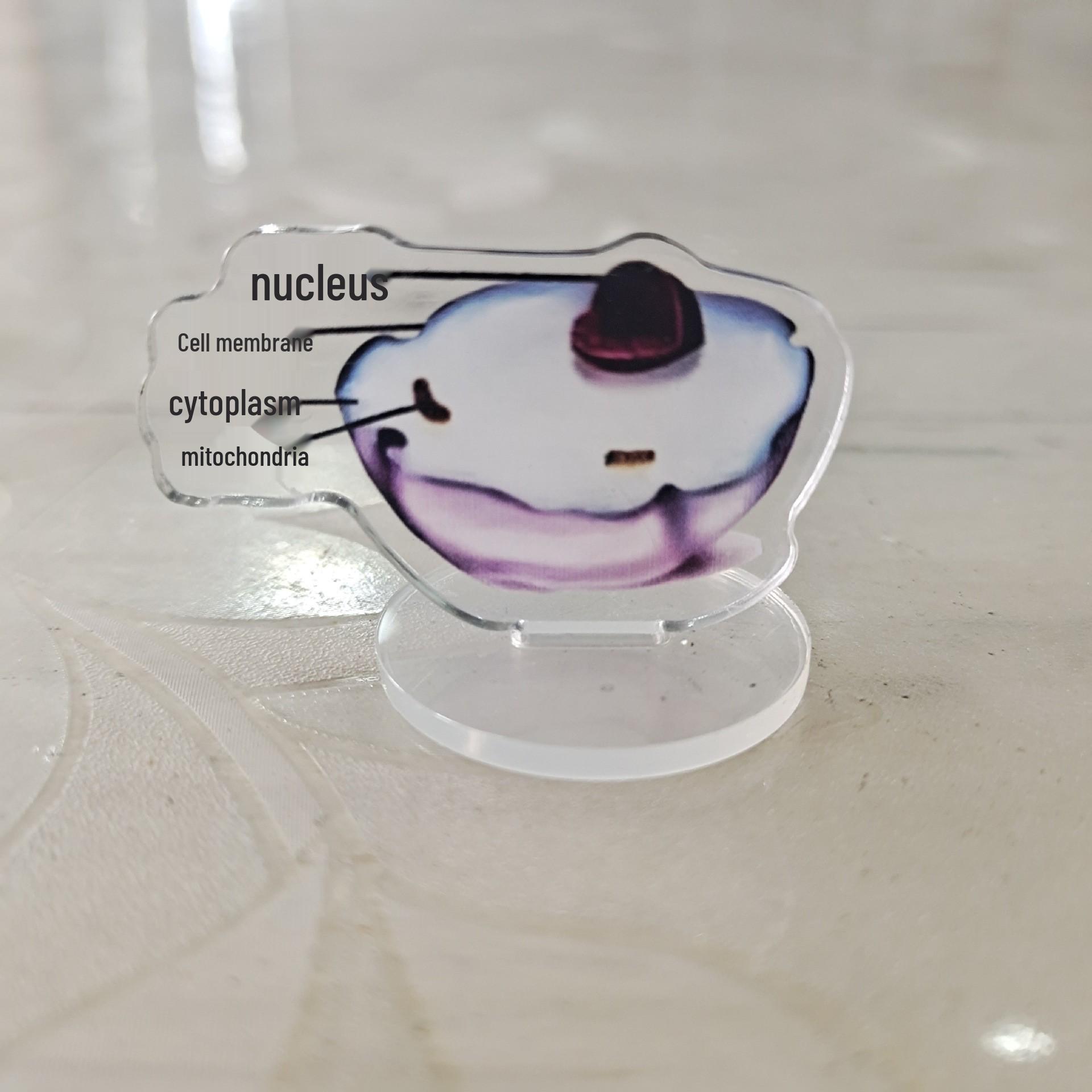 

Biology Inspirational Cartoon Acrylic Standee - Cute Student Desktop Decoration Gift
