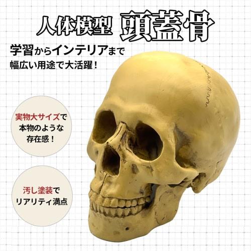 GlowBit Skeleton Toy Figurine, Halloween Skeleton, Horror Decor, Realistic Human Anatomy Model, Skull Drawing Model, Skull Object, Ornament