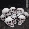 Halloween Skull Head Decor Plastic Realistic Human Skull Figurine for Graveyard Scene Haunted House Bar Home Table Decorations