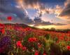 RUOPOTY Digital Painting Flower Sea Hand-Painted Wall Art Painting Unique Gifts On Canvas Sunset Pictures Home Decoration
