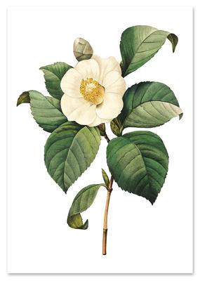 Vintage White Flower Poster
