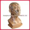High-Definition Acupuncture Engraved Head Model with Full Facial Acupoints for Human Body Massage Chart