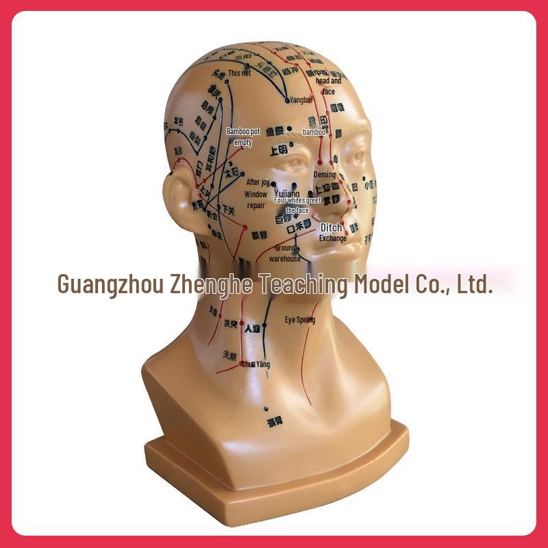 High-Definition Acupuncture Engraved Head Model with Full Facial Acupoints for Human Body Massage Chart