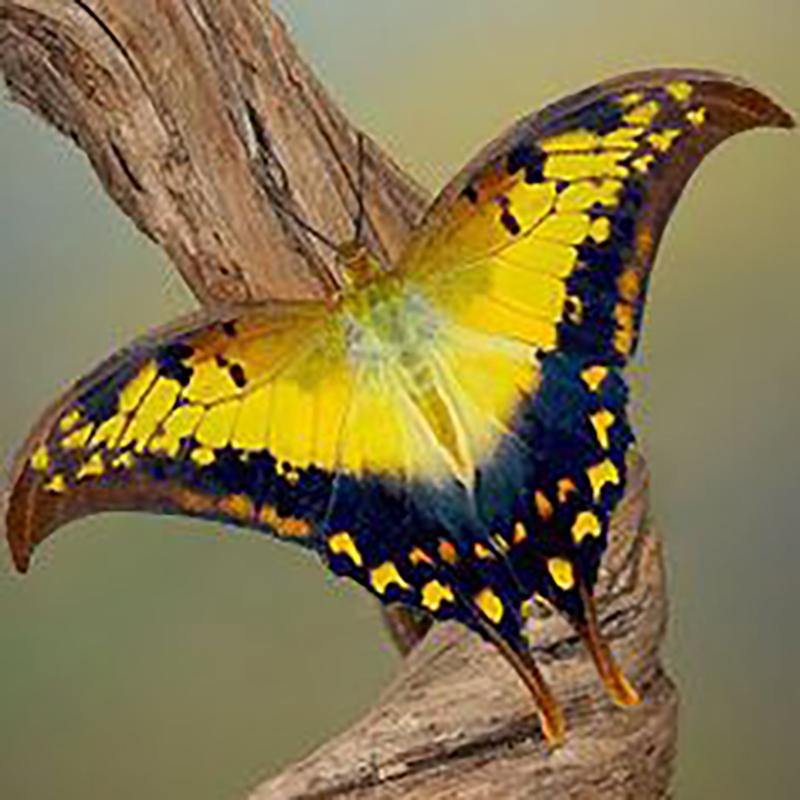 DIY motyl 5D diamentowe malowanie w pełni z okrągłych wierteł kwiat diamentowy haft Cross Stitch mozaika do wystroju pokoju Wall Art prezent