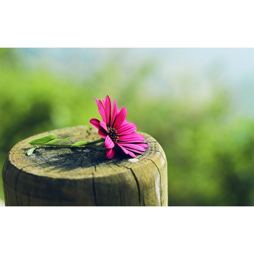 5D DIY Flowers Diamond Painting Rhinestone Landscape Picture Full Diamond Embroidery Mosaic Home Decor Gift Cross Stitch Kit