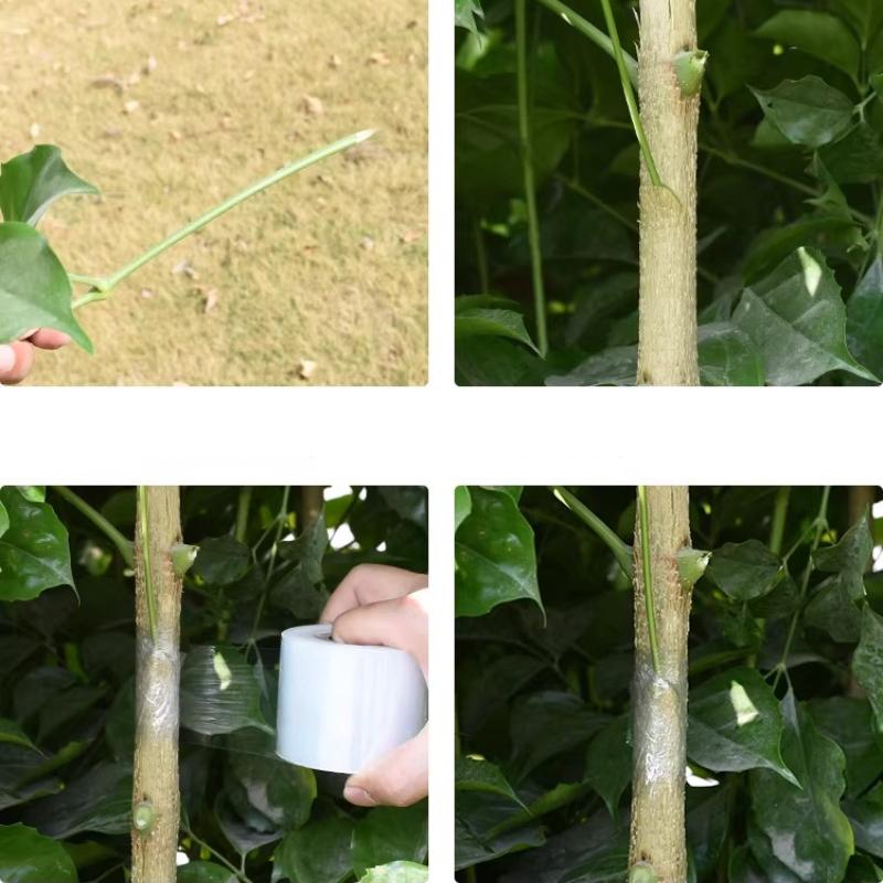 Specialized Film for Grafting Film PE Does Not Require Knotting Film Self-adhesive Garden Fruit Tree Grafting Tape Wrapp Tape Wrapping Film Degradable