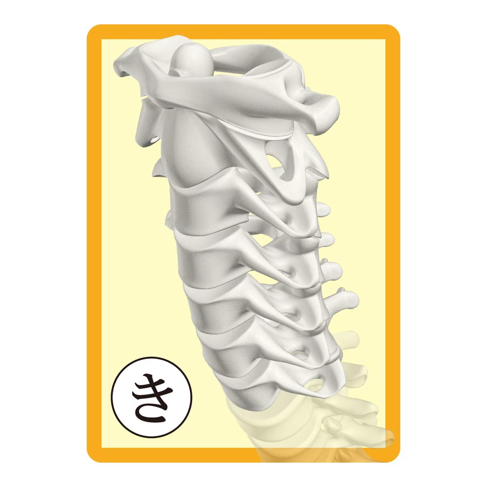 Muscle Karuta Bone Karuta Brain and Internal Organs Karuta Anatomy Karuta Set + + 3-Piece