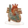 2D Heart Anatomy Acrylic Model - Educational And Decorative Teaching Tool For Home Office Classroom Clinic Medical Office