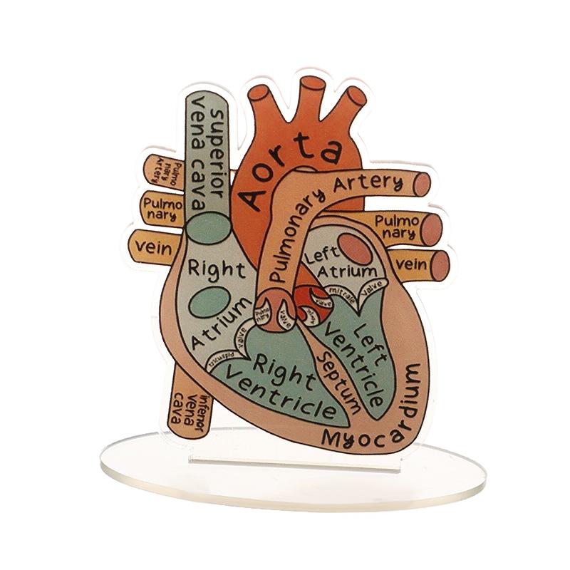 2D Heart Anatomy Acrylic Model - Educational And Decorative Teaching Tool For Home Office Classroom Clinic Medical Office