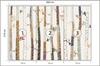 Photomural Forest Structural Vinyl 300x210