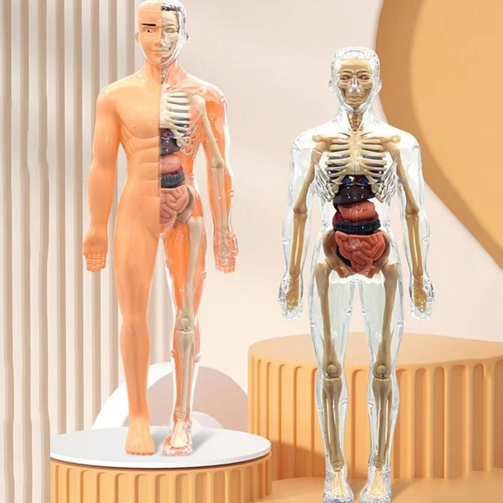 DIY Mannequin Science Cognitive Puzzle Toy Transparent Kid Skeleton Model Birthday Kids Gift