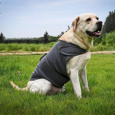 Roupa e sapatos – Coletes e camisas para cães