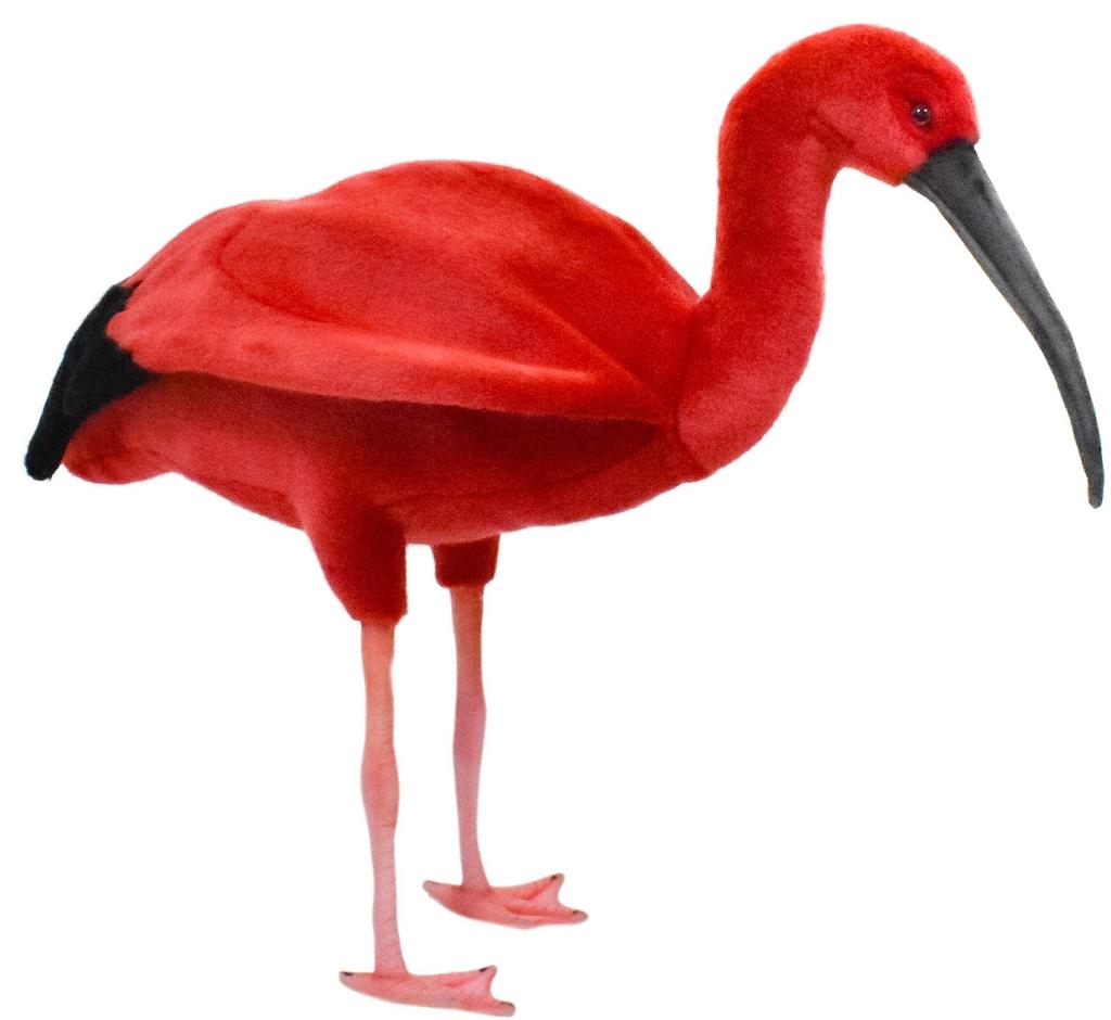 BH8135 HANSA Scarlet Ibis 54