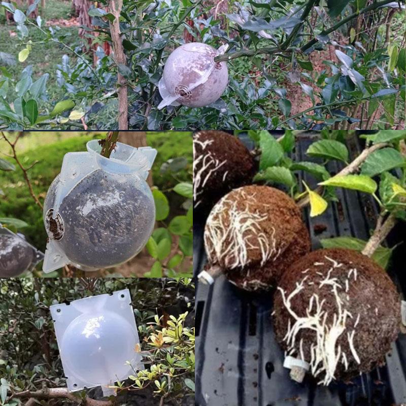 5/8/12cm Plant Rooting Equipment High Pressure Propagation Ball Graft Box Breeding Case For Garden Graft Box Sapling D4