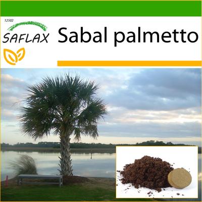 Palmetto Palmetto - 8 nasion - Z podłożem doniczkowym dla lepszej uprawy - Palmetto sabalowe