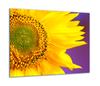 GLASS PROTECTIVE PLATE FOR STOVE 60x52 SUNFLOWER