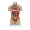 Human Organ Anatomy Model - DIY Torso Kit for Children's Science Learning