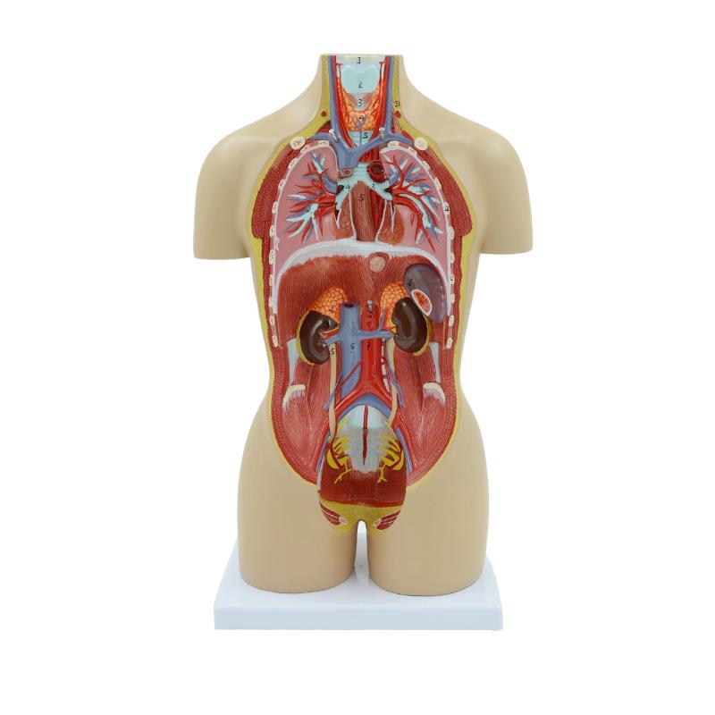 Human Organ Anatomy Model - DIY Torso Kit for Children's Science Learning