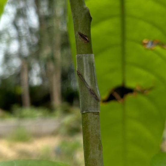 50Pcs Grafting Sleeves for Fruit Trees Soft Elastic Grafting Tubes Rapid Plant Bonding Graft Sleeves