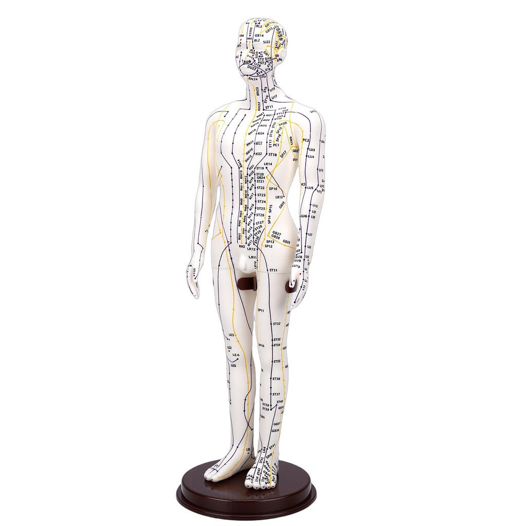 52cm Acupuncture Model 360 Degree Rotatable Arms Acupoint Body Model for Student Teaching Demonstration White Men