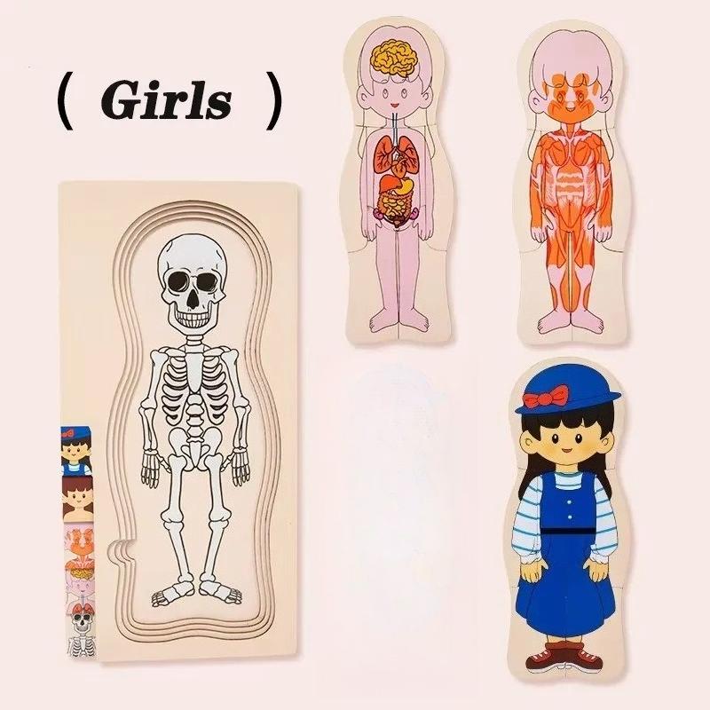 Montessori Wooden Human Body Structure Puzzle Educational Multi-Layer Organ Cognitive Learning Toy for Kids Early Development