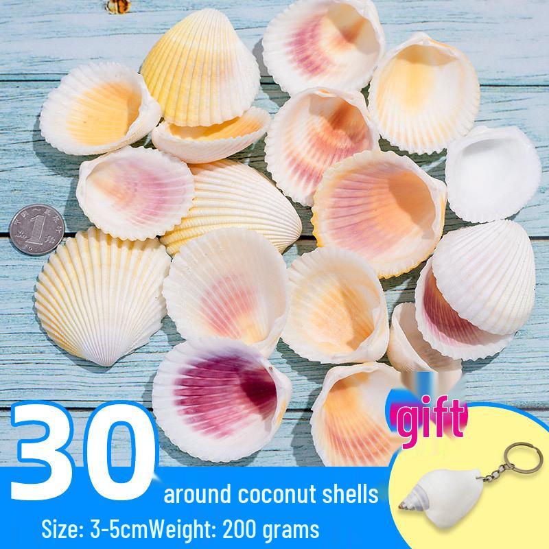 Handmade Decorative Seashells & Starfish for Fish Tanks: Landscaping, Painting, Specimens, Whelks, Hermit Crabs