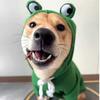 Hundekleidung Kleine Hunde Hoodies Welpen Katzenkostüm Mantel für Französische Chihuahua Jacke Anzug Warmes Fleece Haustierkleidung Frosch Hoodie