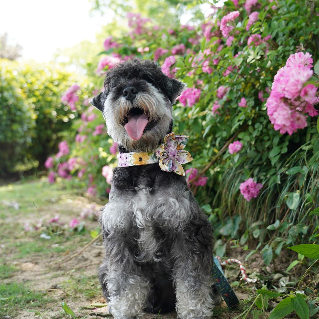 Summer Garden Floral Dog Collar ,Flower Collar with Matching Leash Engraved ID Collar