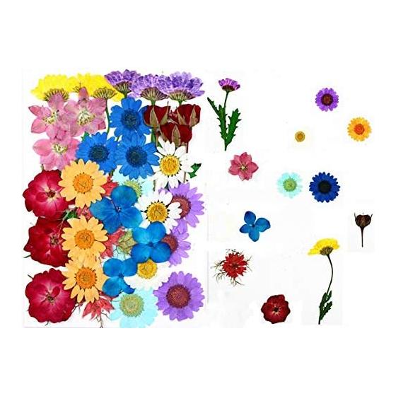 36pcs Dried Flowers Dried Pressed Flowers Leaves Authentic Natural DIY Color Candle Decoration Resin Jewelry Pendant Handicrafts Art Nail Phone Case