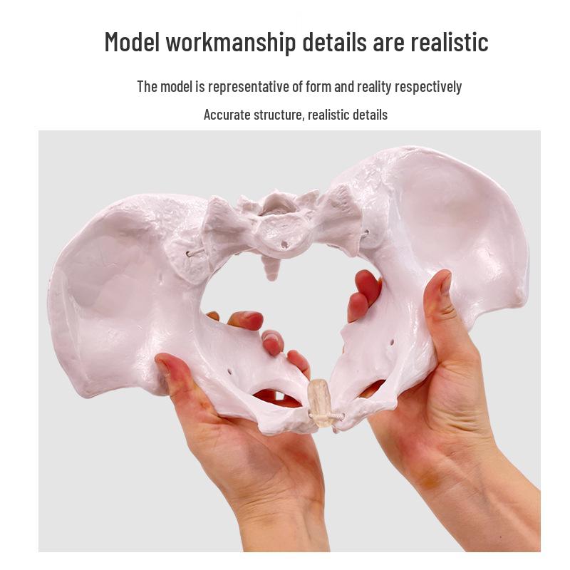 Female Pelvic Muscle and Pelvic Floor Model for Midwifery and Childbirth Education