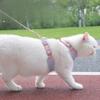 1pc Cat Leash, Vest Type Chest Strap, Adjustable Anti-break and Anti-get Lost Collar, Dog Leash, Pet Leash