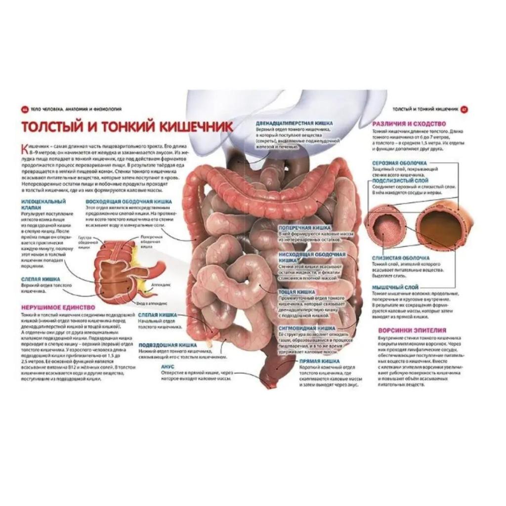 Kak rabotayet telo cheloveka. Dětská encyklopedie