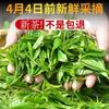 2022 Xinyang Maojian Chinese Green Tea Packing High Quality Mao Jian Tea 250g