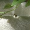 14k star clover piercing