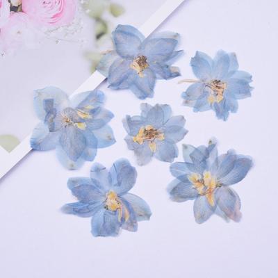 6PCS Set Blue Dried Pressed Flowers for DIY Phone Case Filling Natural Real Dried Flower Pendant Crafts Floral Art Decorations