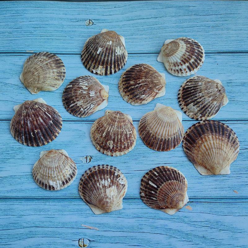 Большая Серая Ракушка Гребешок Настенная Наклейка для DIY Рисования или Ландшафтного Дизайна Аквариума, 5 см