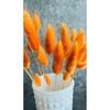 Orange getrocknetes Wollgras, Hasenschwanz, Brautstrauß, Arrangement, Blume Lagurus, 30 Zweige