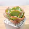 Peach Blossom Succulent: Cute, Cluster-Forming, Easy-Care Office Plant