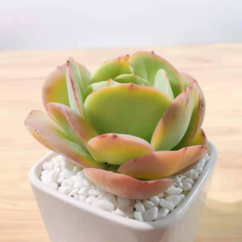 Peach Blossom Succulent: Cute, Cluster-Forming, Easy-Care Office Plant