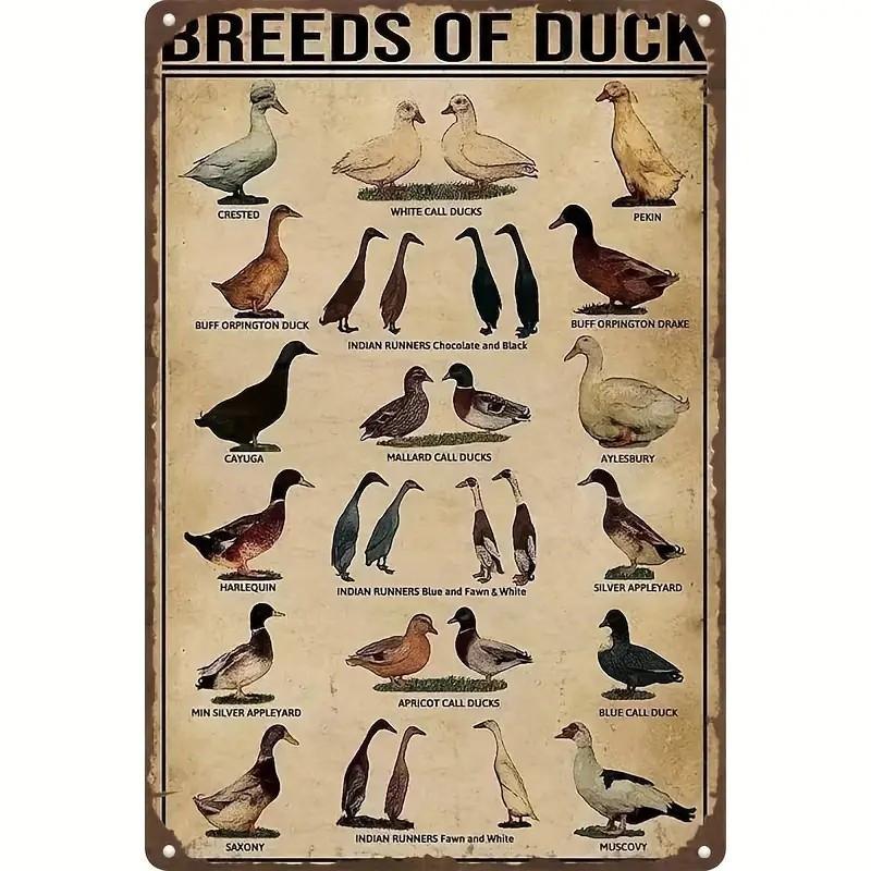 

Breeds of Duck Vintage Metal Sign Educational Farmhouse Decor for Bird Lovers Nature Enthusiasts Perfect Home Barn o 30x40cm(11.8x15.7inch)