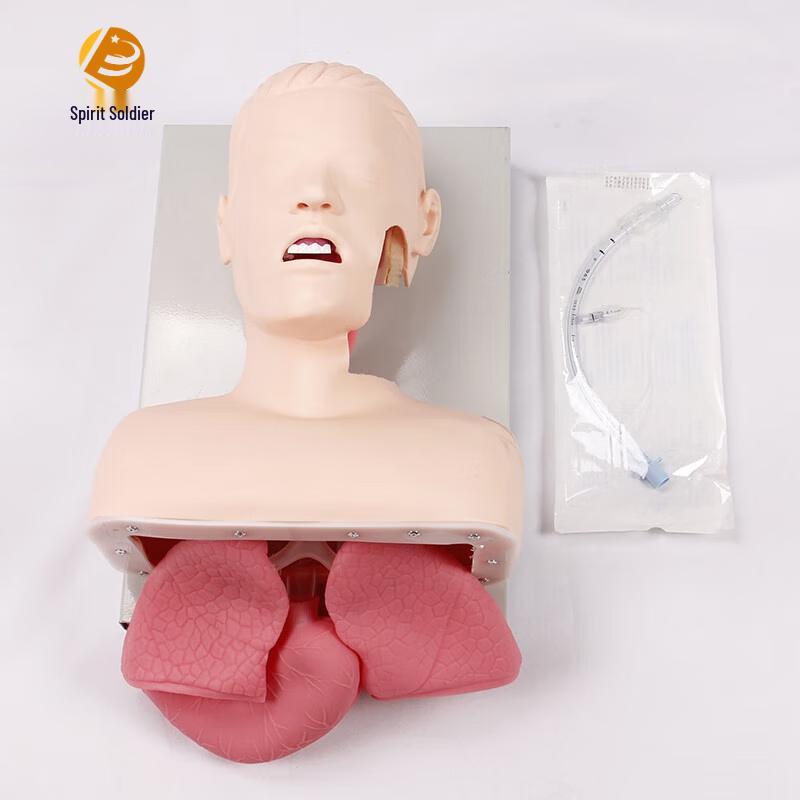 Airway Management Tracheal Intubation Training Model