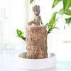 Brazilian Lucky Tree Water Culture Indoor Air Purifier Desk Planter Ceramic White Pot Meditations Decors