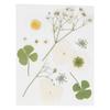 Dried Pressed Flowers DIY Handcraft Flower Bookmark Natural Flowers Phone Cases Pressed Flowers Dry Flower Plant