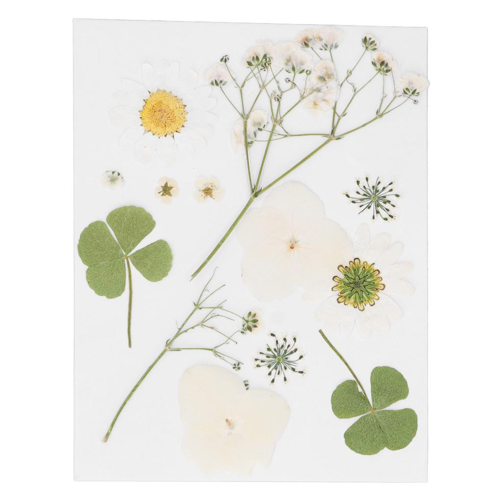 Dried Pressed Flowers DIY Handcraft Flower Bookmark Natural Flowers Phone Cases Pressed Flowers Dry Flower Plant