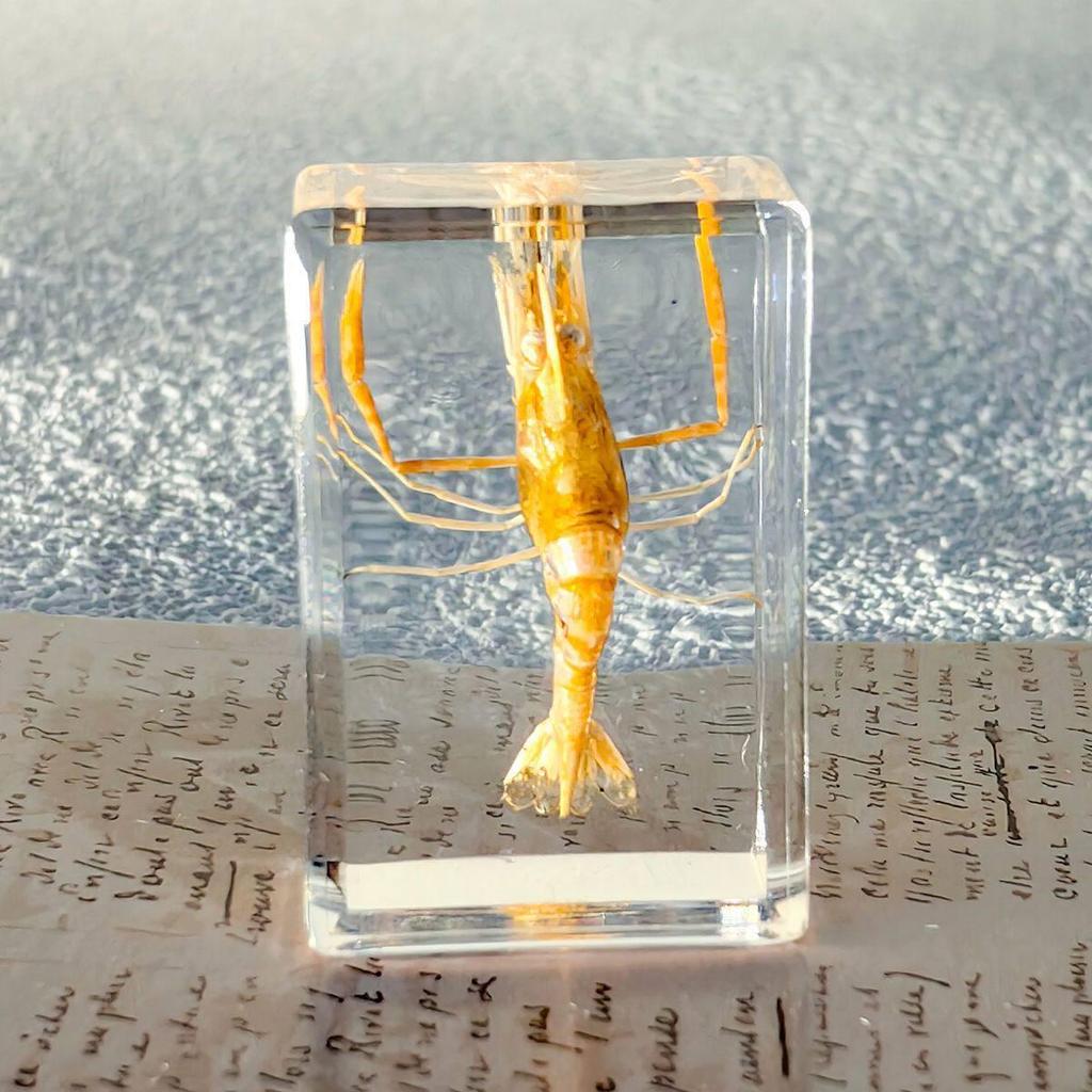 Okazy Owadów: Prawdziwy Pająk, Skorpion, Osa Błotna w Przezroczystej Żywicy do Nauczania i Dekoracji