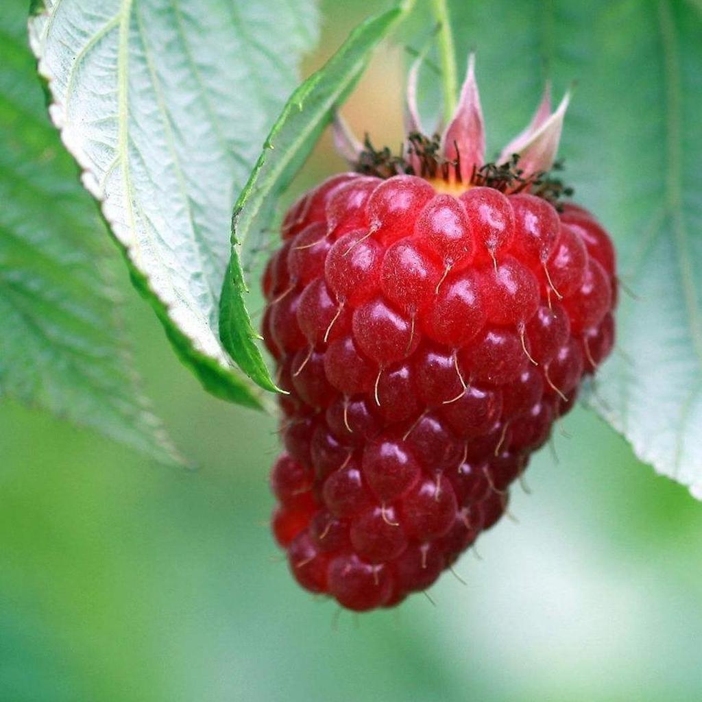 Buy 50pcs Rare Raspberry Fruit Seeds Juicy Raspberries Garden Plants at