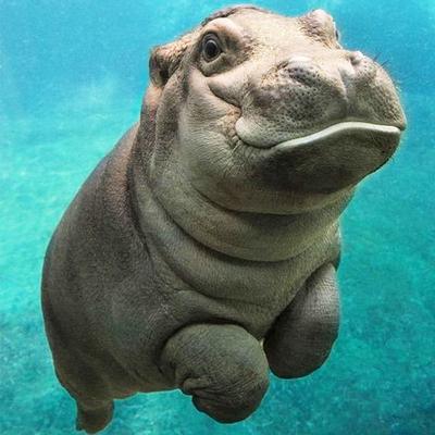 Handicrafts Mosaic Gift Lovely Hippo Baby Diamond Painting Embroidery Diamond Cross Stitch Wall Art
